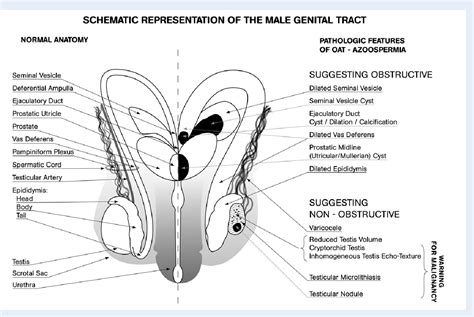 dick oic|Male Genitalia Pictures, Anatomy & Diagram 